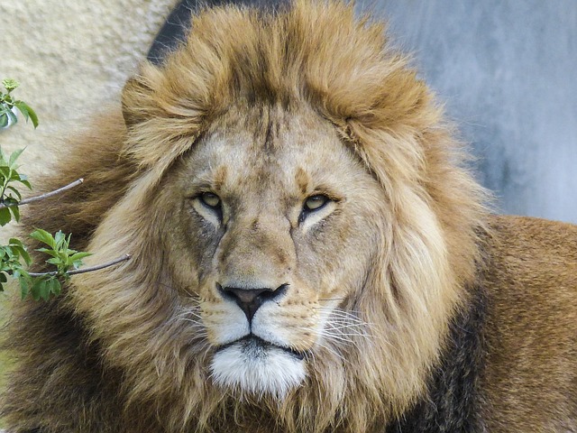 MagPro Search Lion image