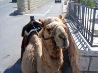 20050320_093_Israel_Jerusalem_Mount_of_Olives_Mr._Camel