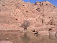 20050414_251_Egypt_Mount_Sinai_Descent_of_Mt._Sinai_Water_Oasis_005