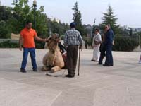 20050430_322_Israel_W._Jerusalem_The_Angry_Camel_002