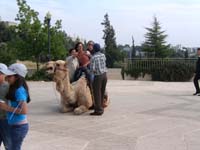 20050430_322_Israel_W._Jerusalem_The_Angry_Camel_007