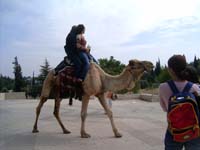 20050430_322_Israel_W._Jerusalem_The_Angry_Camel_008