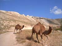 20050503_351_Israel_E._Jerusalem_Mount_of_Olives_to_Jericho_Walk_050_Camels